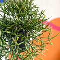 Forest Cactus - Rhipsalis burchellii - Sprouts of Bristol