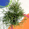 Forest Cactus - Rhipsalis burchellii - Sprouts of Bristol