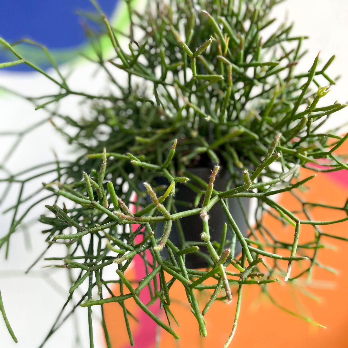 Forest Cactus - Rhipsalis burchellii – Sprouts of Bristol