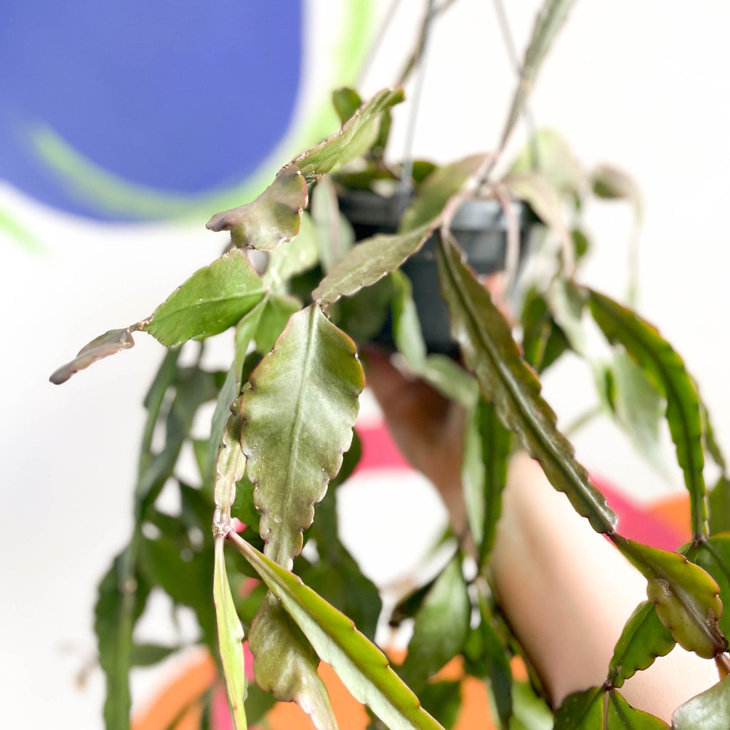 Forest Cactus - Rhipsalis elliptica - Sprouts of Bristol