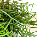 Forest Cactus - Rhipsalis heteroclada - Sprouts of Bristol