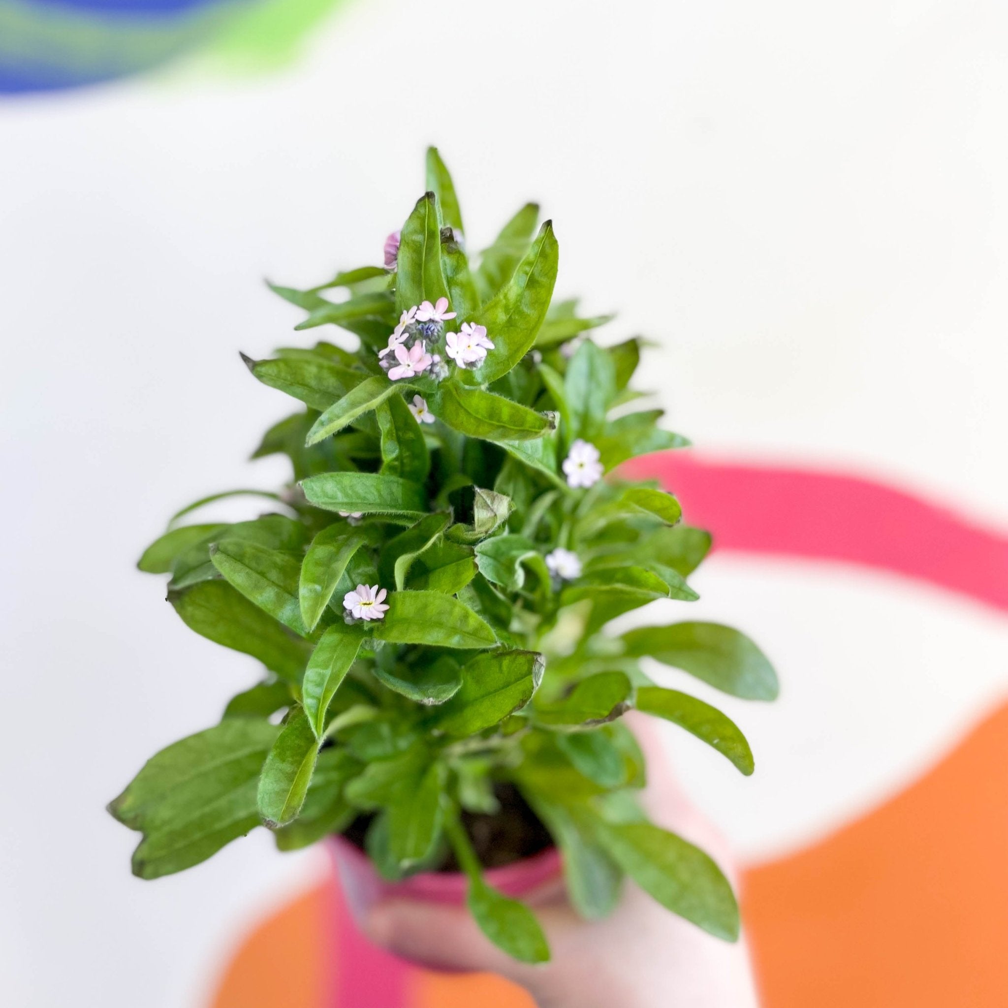 Myosotis sylvatica 'Mon Amie Pink' - Pink Forget-me-not – Sprouts of ...