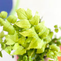 Fortune's Holly-fern - Cyrtomium fortunei - British Grown - Hardy Evergreen Fern - Sprouts of Bristol