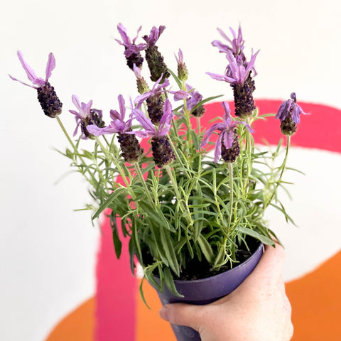 buy lavender plants uk Lavandula stoechas 'Toscane'