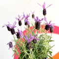 French Lavender - Lavandula stoechas 'Toscane' - Sprouts of Bristol