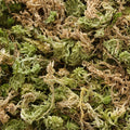 Fresh Sphagnum Moss - Wreath Supplies - Sprouts of Bristol