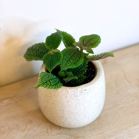 Friendship Plant - Pilea 'Moon Valley' - Sprouts of Bristol