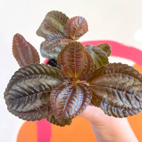 Pilea Involucrata Norfolk Friendship Plant Sprouts Of Bristol pilea-involucrata-norfolk-friendship-plant-sprouts-of-bristol