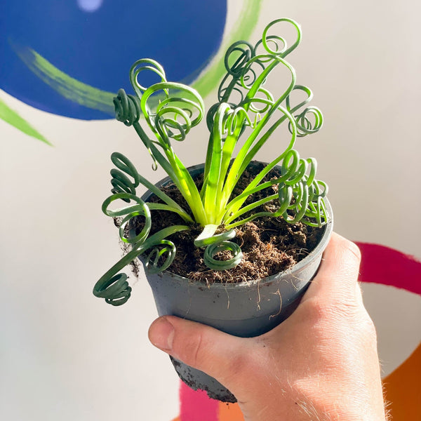 frizzle sizzle plant care indoors Albuca spiralis