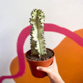 Ghost Cactus - Variegated Candelabra Tree - Euphorbia ingens 'Marmorata' - Sprouts of Bristol