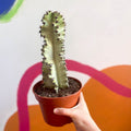 Ghost Cactus - Variegated Candelabra Tree - Euphorbia ingens 'Marmorata' - Sprouts of Bristol