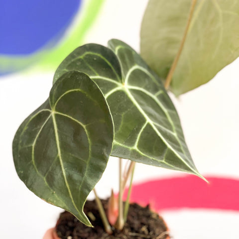anthurium clarinervium x faustino's giant Anthurium clarinervium