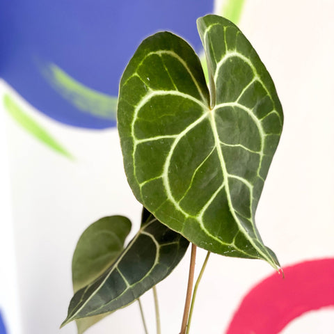 anthurium clarinervium new leaf Anthurium clarinervium