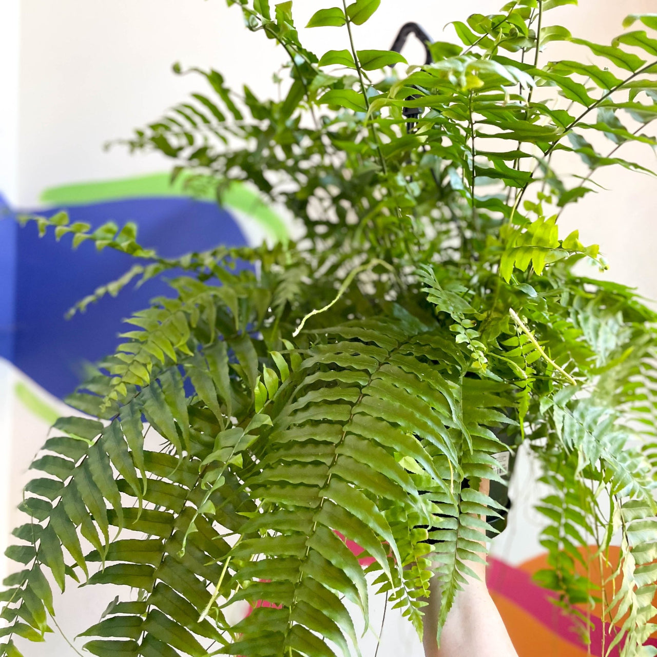 Giant Sword Fern - Nephrolepis biserrata ‘Macho’ – Sprouts of Bristol