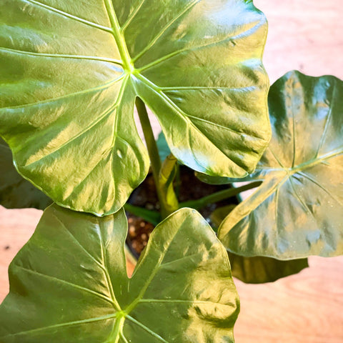 giant elephant ear plant uk Upright Elephant Ear
