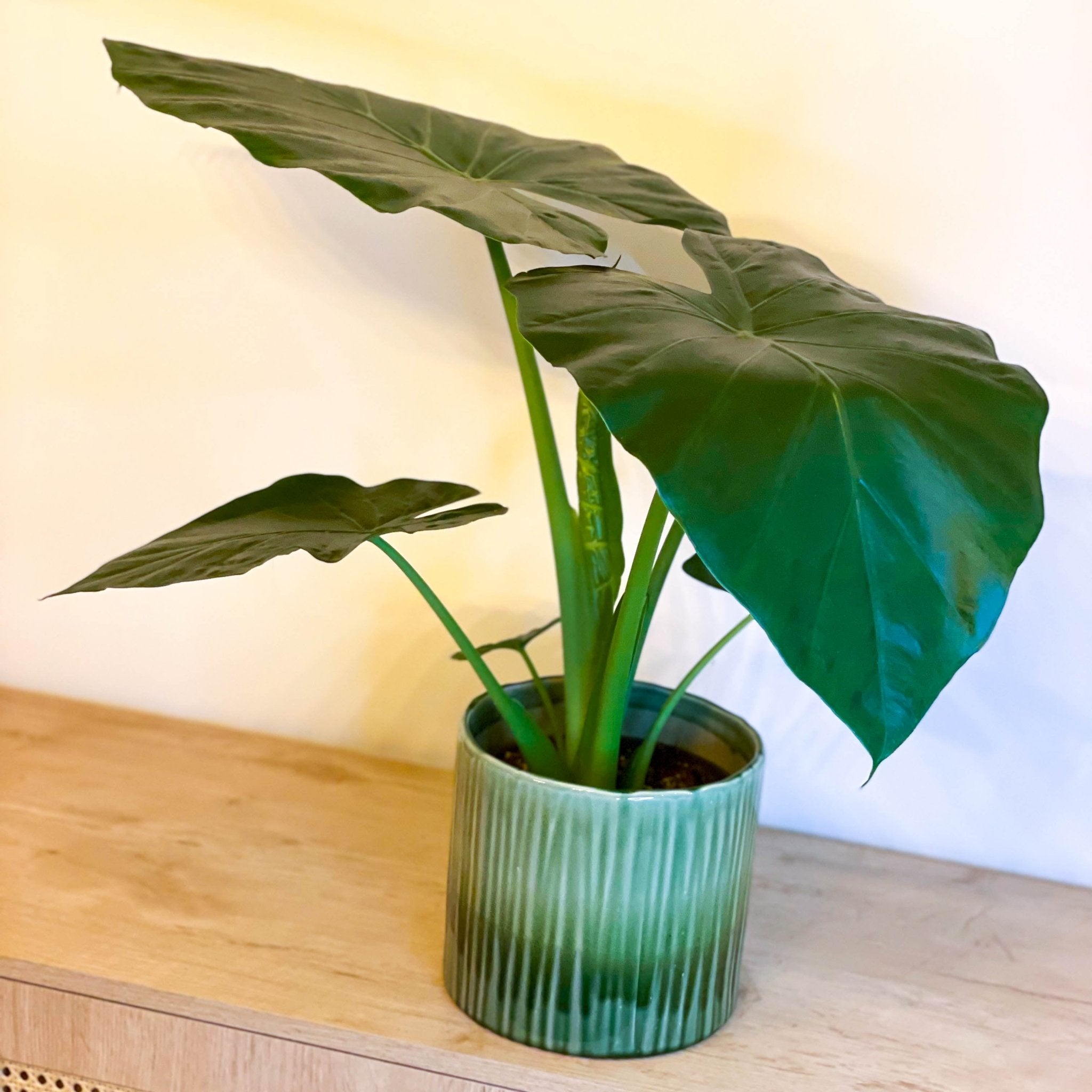 giant elephant ear plant uk Upright Elephant Ear