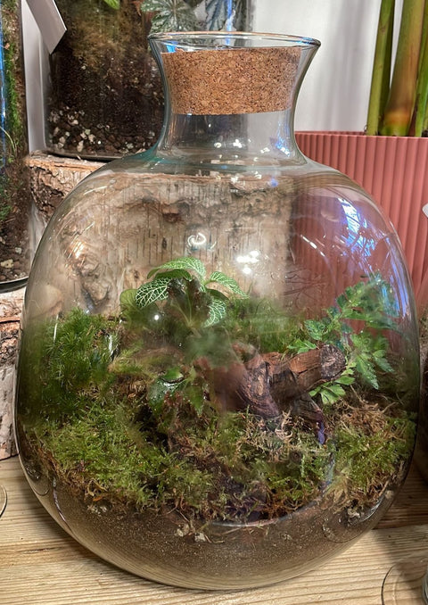 Glass Vase Bottle - Bioactive Terrarium - Sprouts of Bristol