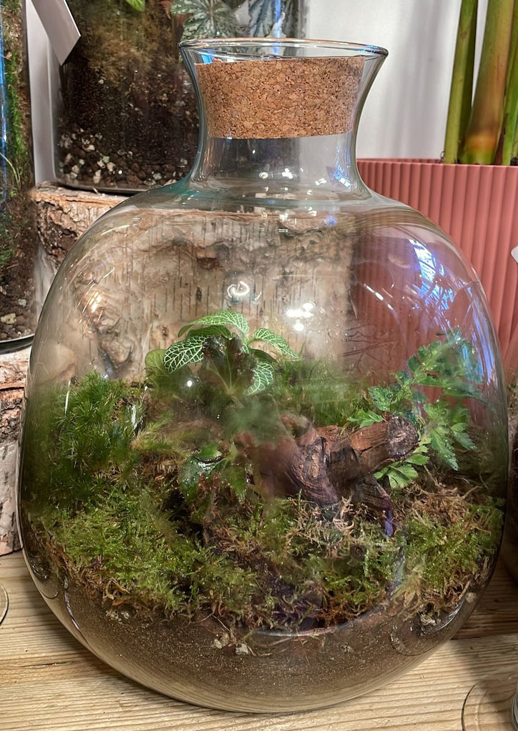 Glass Vase Bottle - Bioactive Terrarium - Sprouts of Bristol