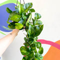 Global Green Pothos - Epipremnum aureum 'Global Green' - Sprouts of Bristol
