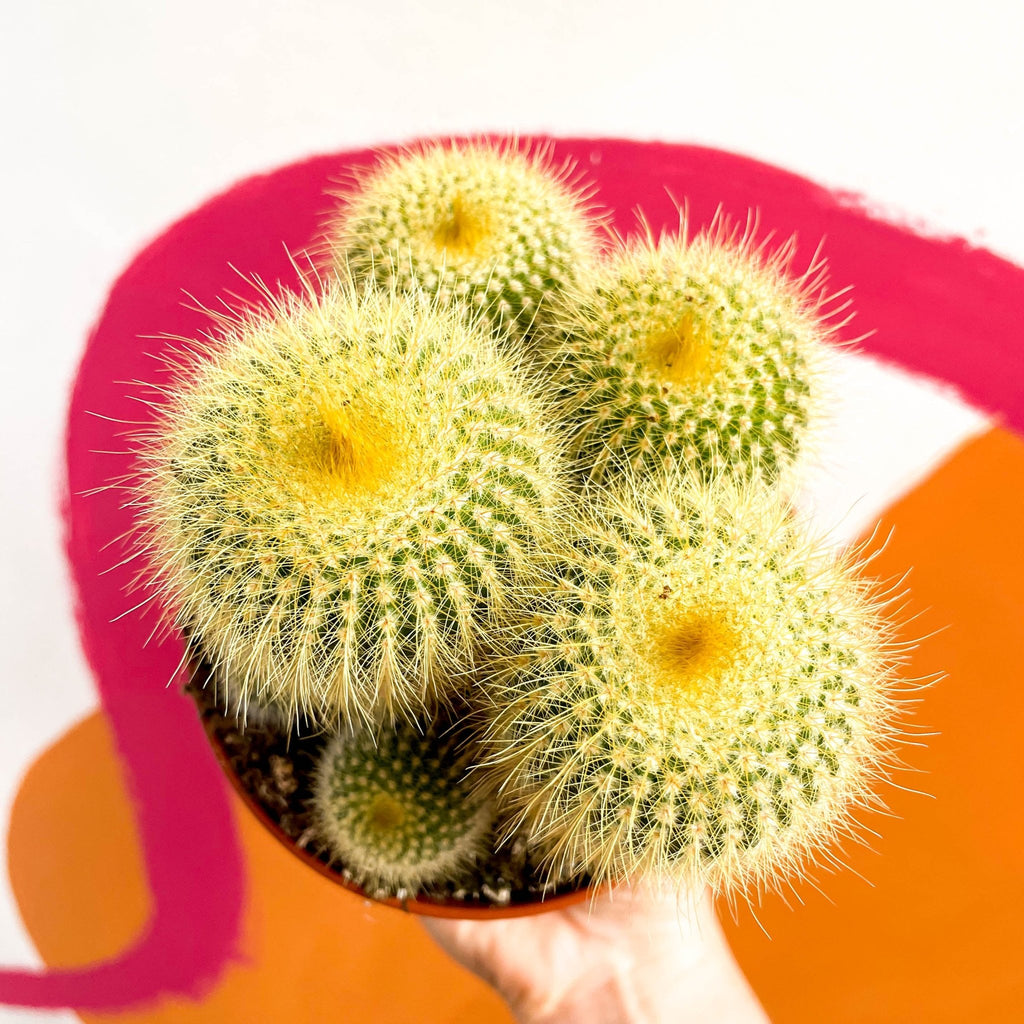 Golden Ball Cactus - Parodia leninghausii - Sprouts of Bristol