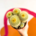 Golden Ball Cactus - Parodia leninghausii - Sprouts of Bristol