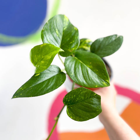 pothos sprout Epipremnum aureum - Golden Pothos