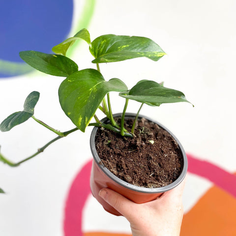 pothos sprout Epipremnum aureum - Golden Pothos
