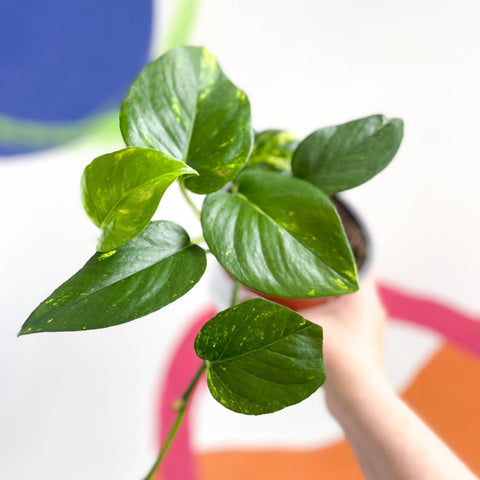 pothos plant uk Epipremnum aureum - Golden Pothos