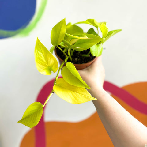 scindapsus aureus golden pothos Epipremnum aureum 'Golden Queen'