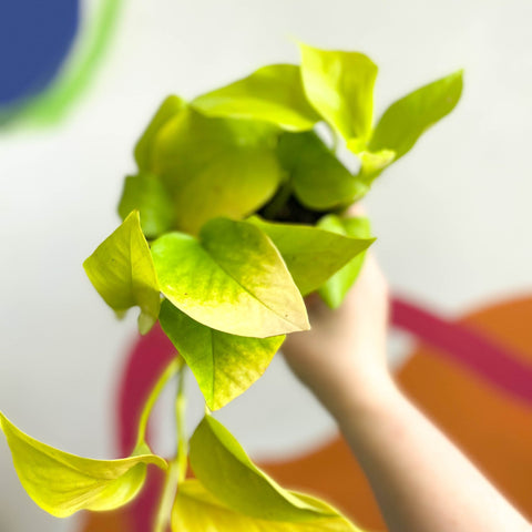 scindapsus aureus golden pothos Epipremnum aureum 'Golden Queen'