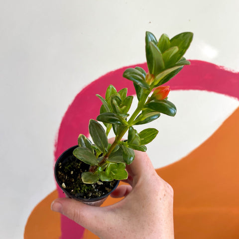is goldfish plant a succulent Goldfish Plant - Nematanthus radicans