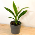 Good Luck Plant - Cordyline fruticosa 'Conga' - Sprouts of Bristol