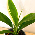 Good Luck Plant - Cordyline fruticosa 'Conga' - Sprouts of Bristol