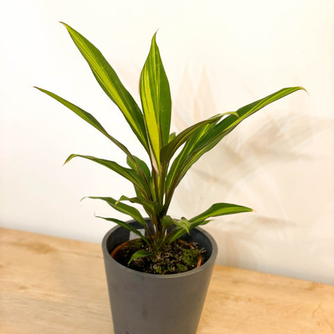 Good Luck Plant - Cordyline fruticosa 'Kiwi' - Sprouts of Bristol