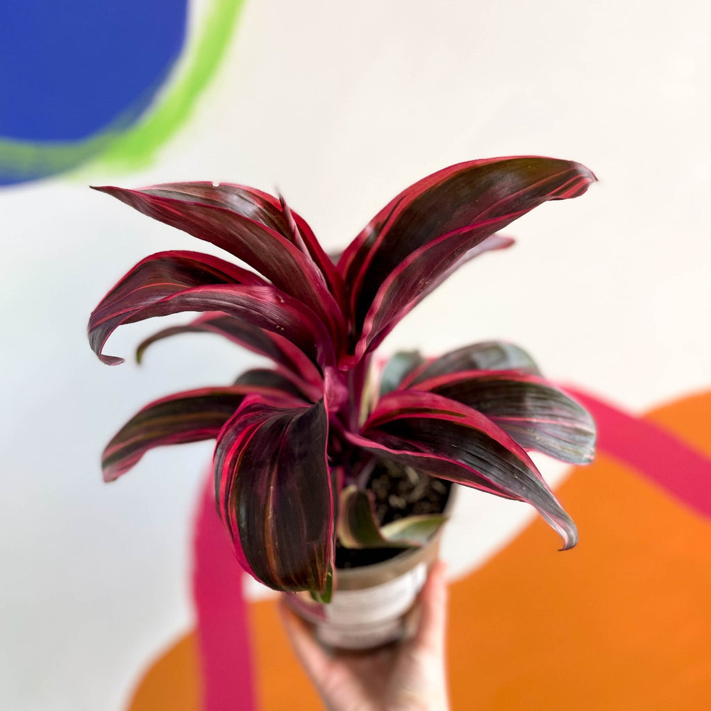 Good Luck Plant - Cordyline fruticosa 'Strawberry Queen' - British Grown - Sprouts of Bristol