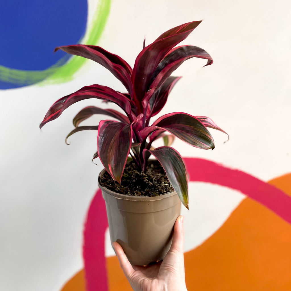 Good Luck Plant - Cordyline fruticosa 'Strawberry Queen' - British Grown - Sprouts of Bristol