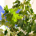 Grape Vine - Cissus rhombifolia 'Ellen Danica' - Sprouts of Bristol
