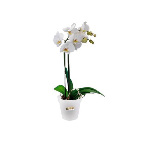 Green Basics Orchid Nursery Pot - Transparent - Sprouts of Bristol