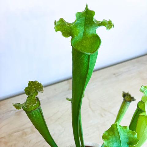 Green Trumpet Pitcher Plant - Sarracenia 'Velvet' - Sprouts of Bristol