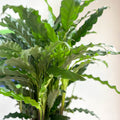 Green Velvet Calathea - Calathea rufibarba - Sprouts of Bristol