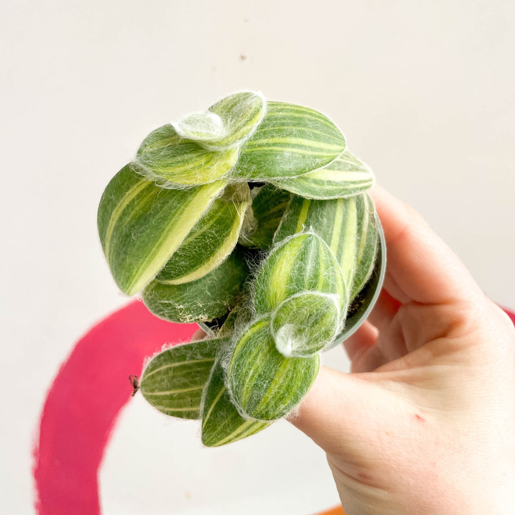 Green Velvet Variegated Inch Plant - Tradescantia sillamontana 'Variegata' - Sprouts of Bristol