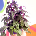 Gynura aurantiaca 'Purple Passion' - Sprouts of Bristol