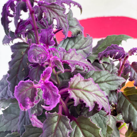 Gynura aurantiaca 'Purple Passion' - Sprouts of Bristol