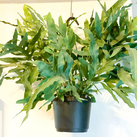 blue star fern hanging Phlebodium aureum