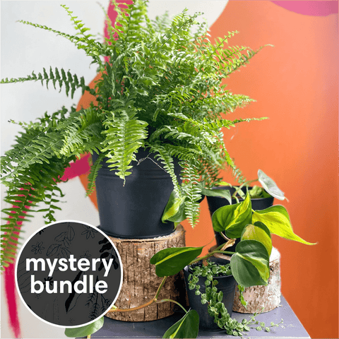 Hanging & Trailing Mystery Plant Bundle | Subscription Available | House Plant Lucky Dip Gift Set - Sprouts of Bristol