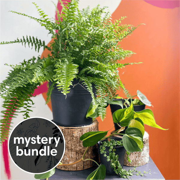 trailing house plants uk Hanging & Trailing Mystery Plant Bundle | Subscription Available