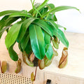 Hanging Tropical Pitcher Plant - Nepenthes alata - Sprouts of Bristol
