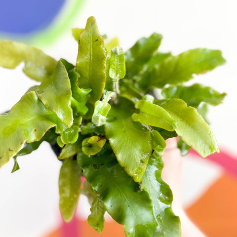 Hart's Tongue Fern - Asplenium scolopendrium - British Grown - Hardy Evergreen Fern - Sprouts of Bristol