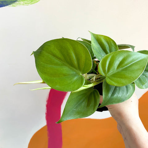 common name of philodendron scandens Philodendron scandens