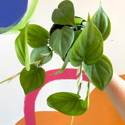 heartleaf philodendron uk Filodendro de hoja de corazón